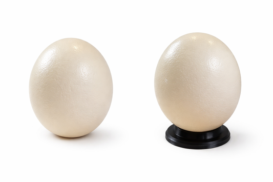 Oeuf d'autruche brut - Artisanat Africains Eswatinien