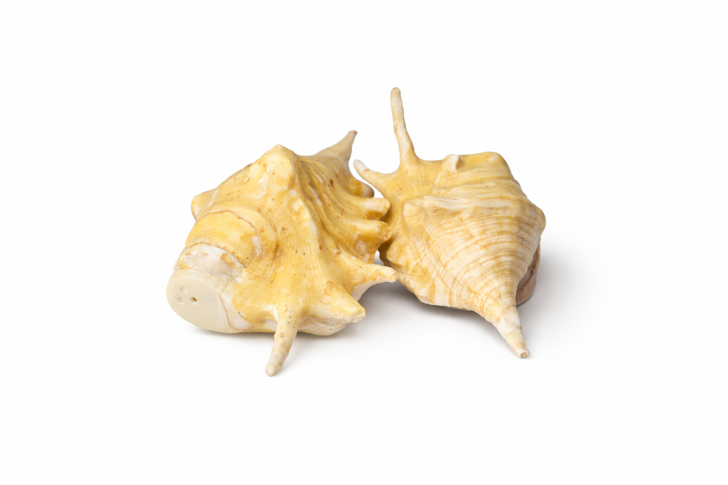 Duo Salière & Poivrière en coquillage “Trésor du Lagon” - Artisanat balinais